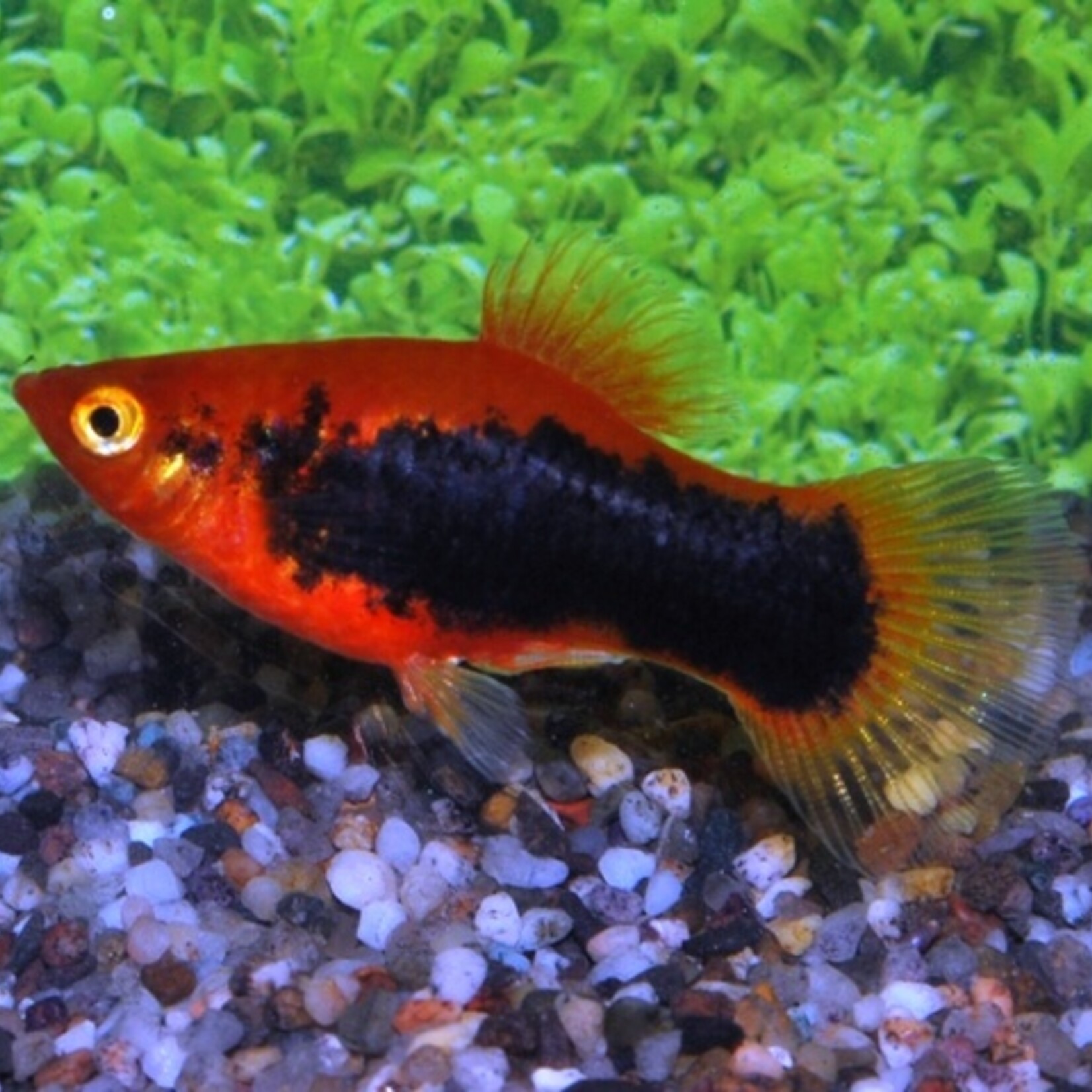 Platy Red Tuxedo