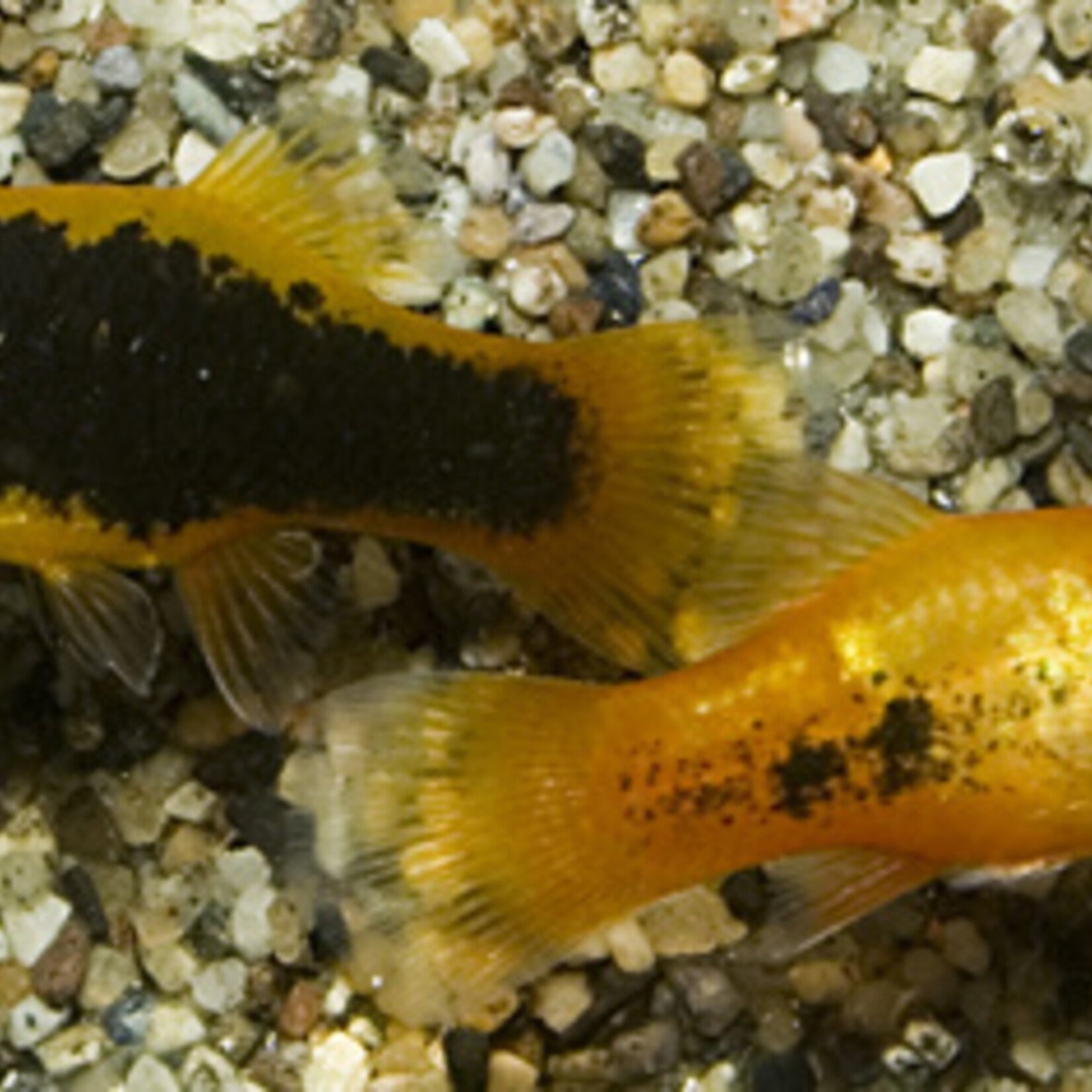 Platy Marigold Tuxedo