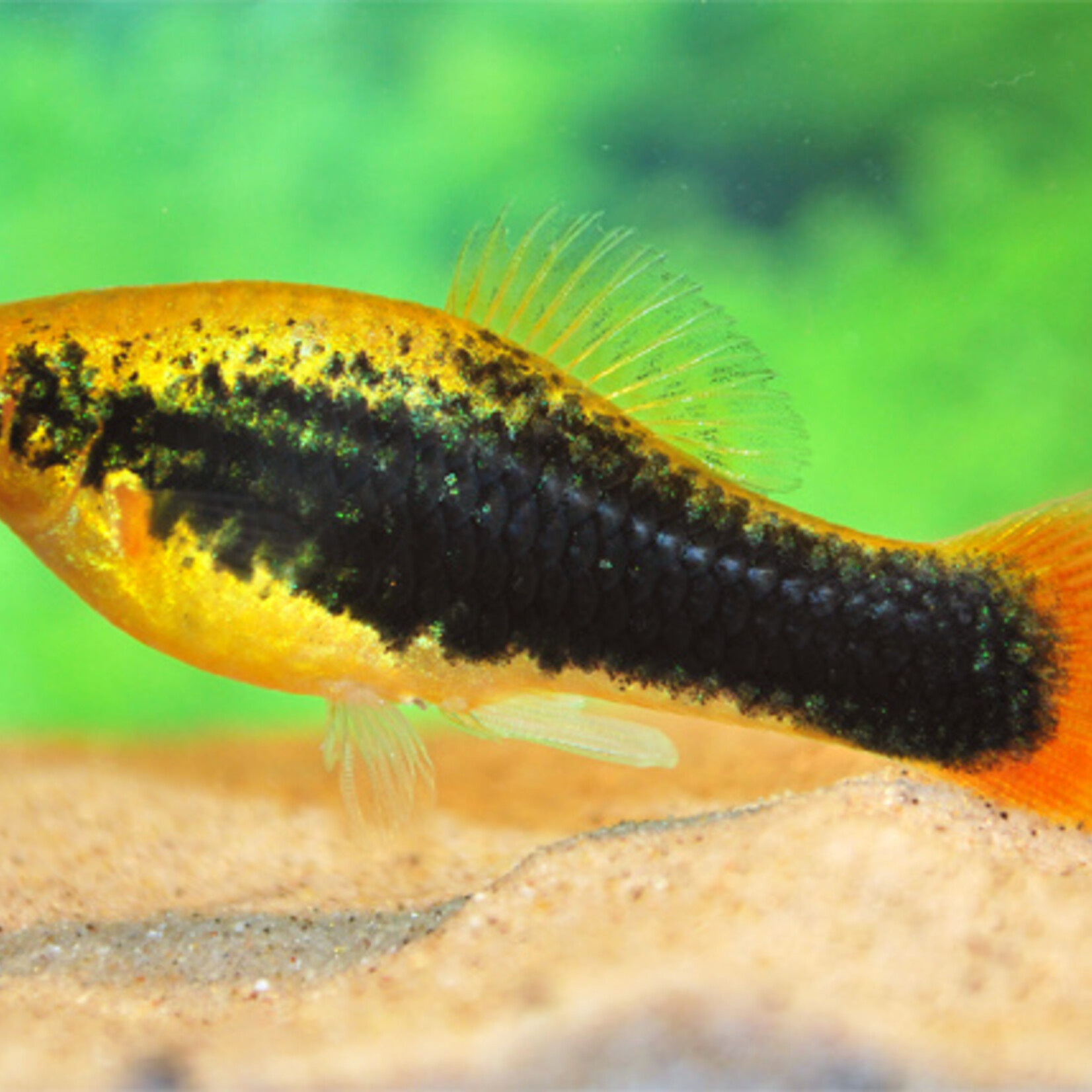 Platy Variatus Hawaii