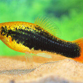 Platy Variatus Hawaii