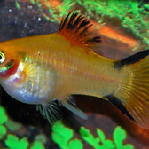 Platy Yellow Victory