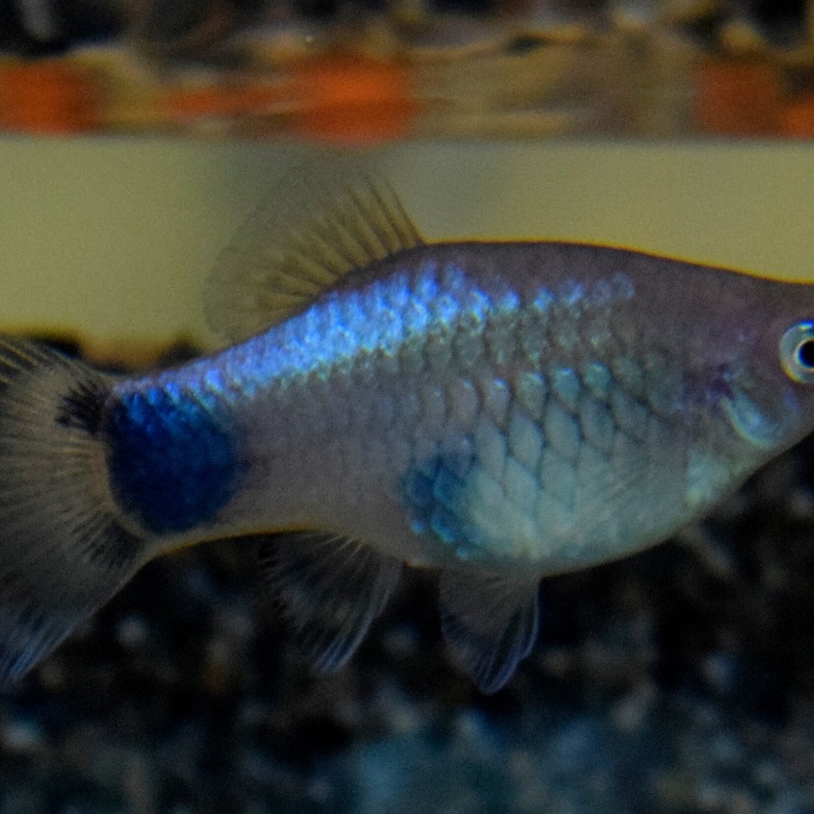 Platy Blue Mickey