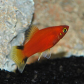 Platy Red Victory