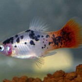 Platy White Spotted Redtail