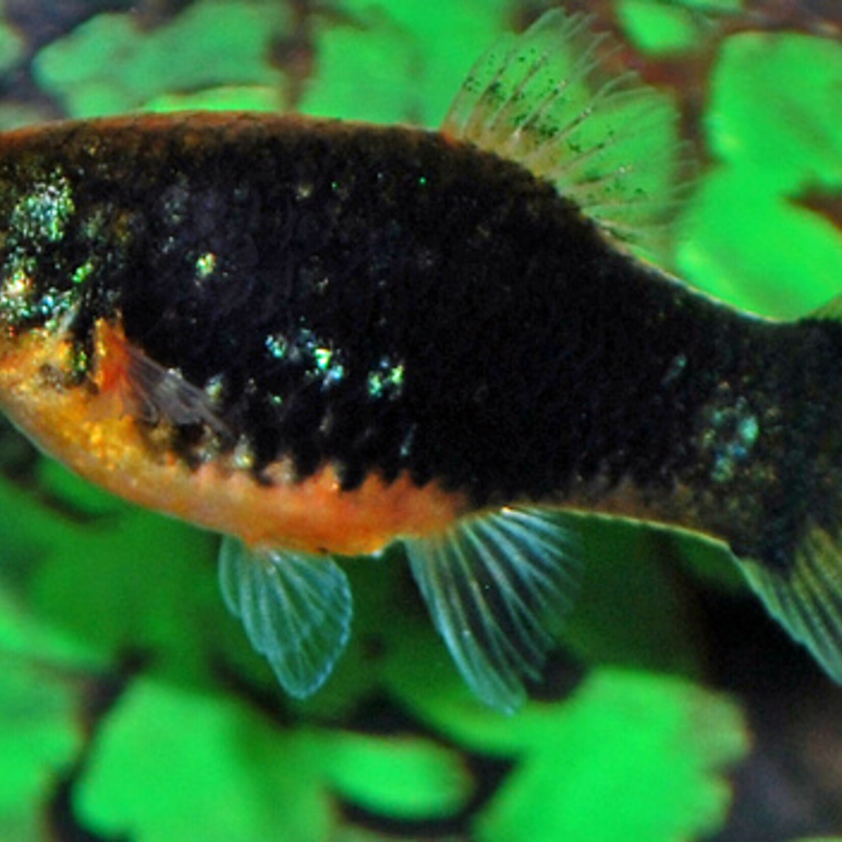 Platy Bleeding Heart Mickey