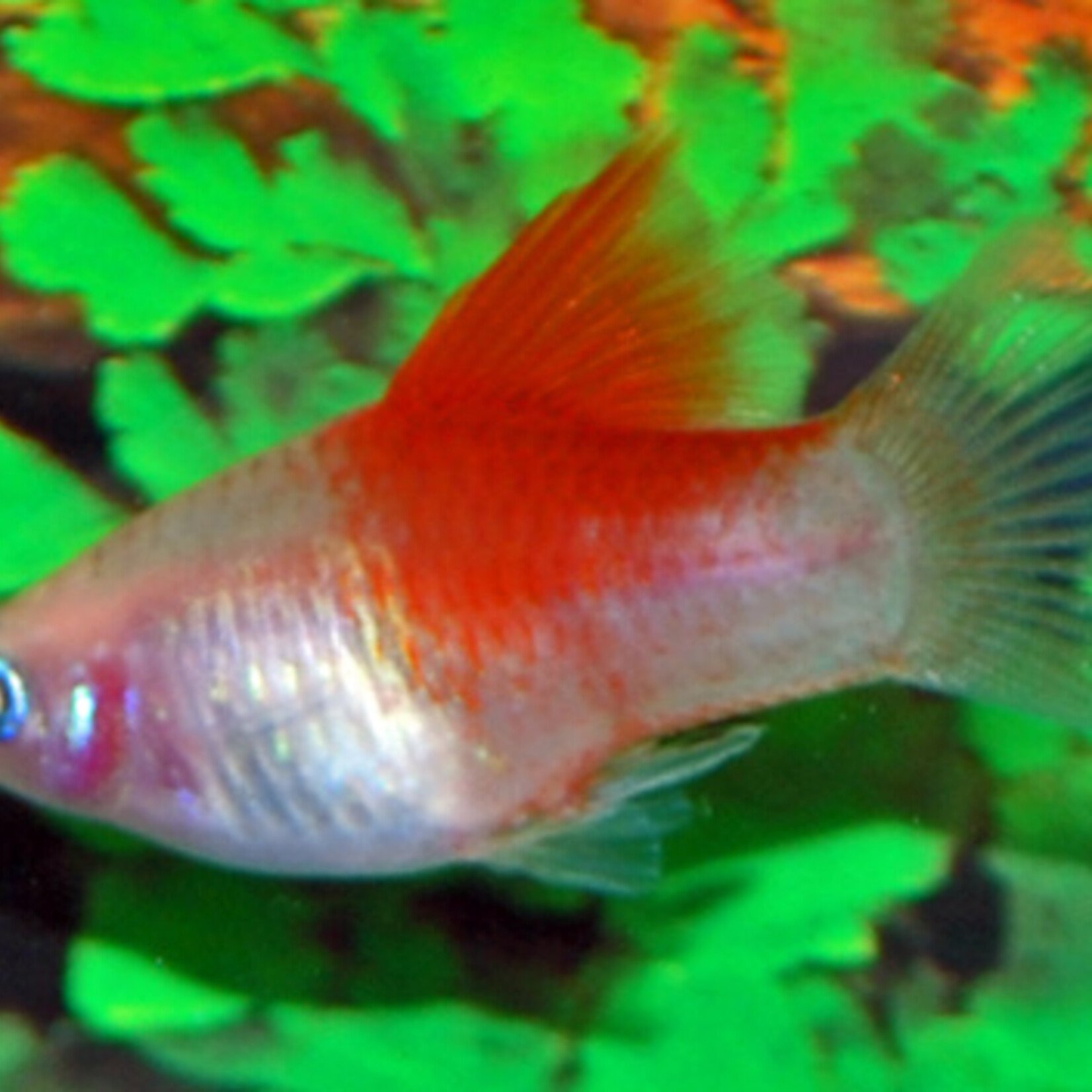 Platy White Red Top