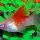 Platy White Red Top