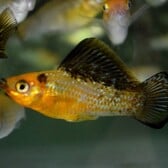 Sailfin Molly Gold Marble