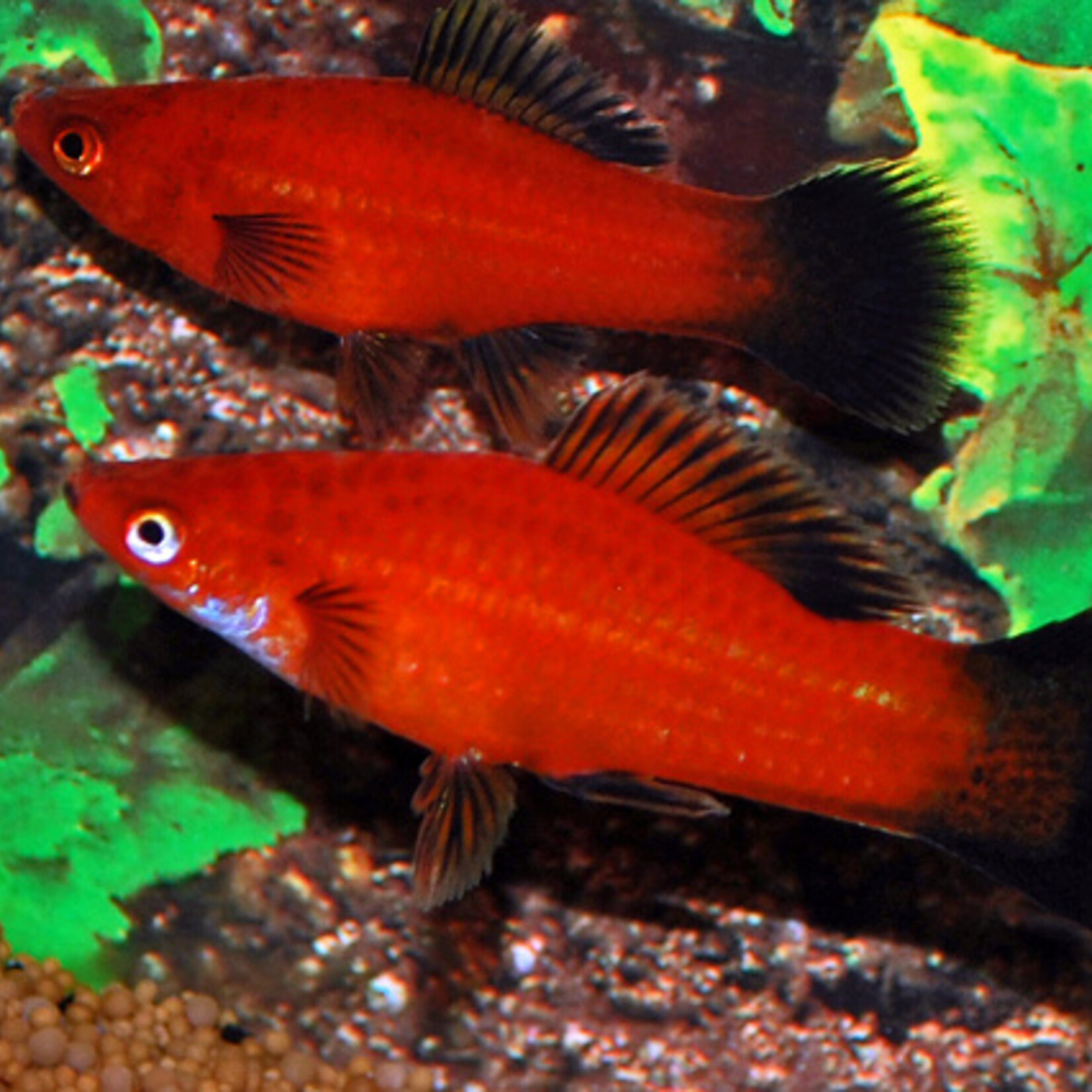 Swordtail Red Wagtail