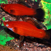 Swordtail Red Wagtail