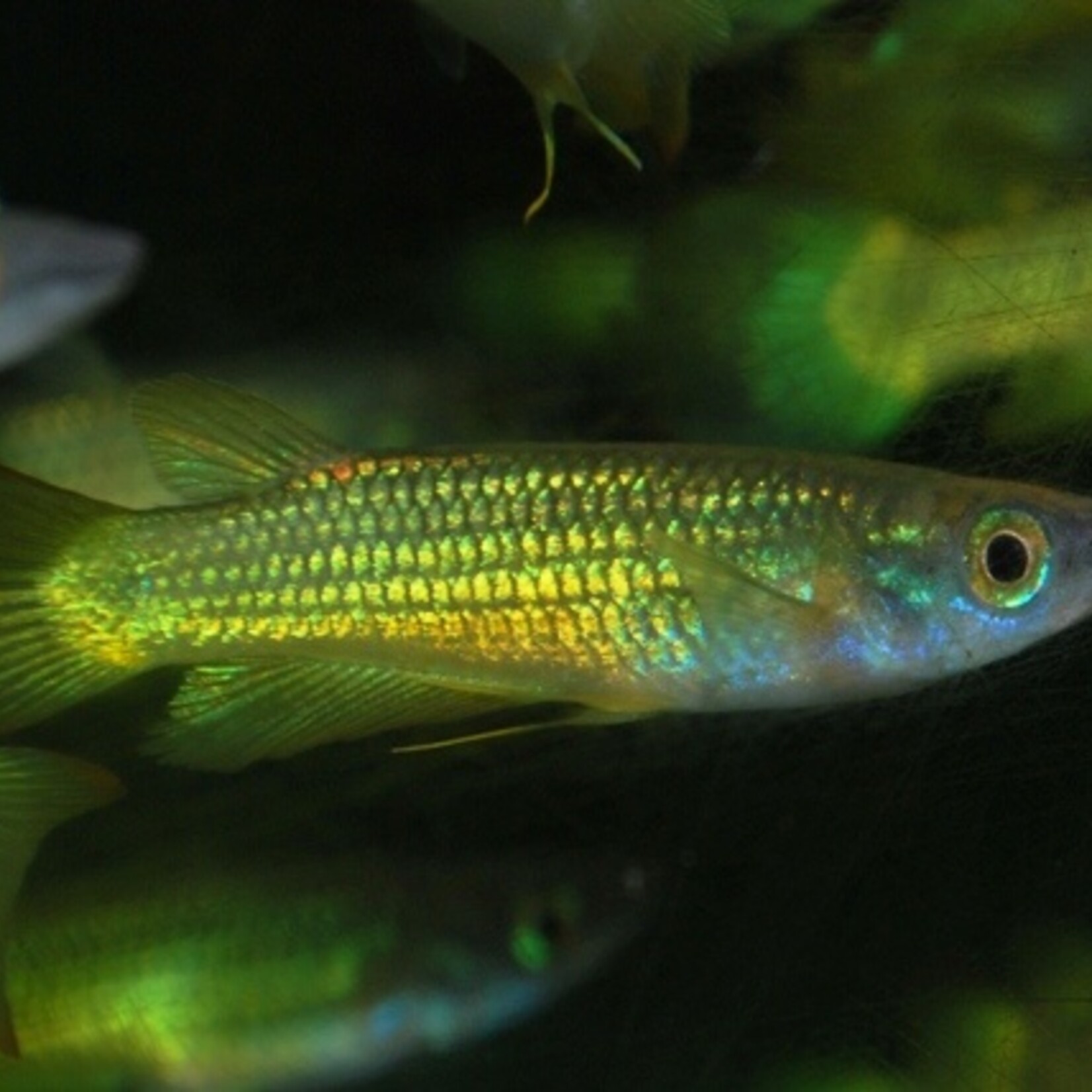 Striped Panchax Gold