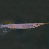 Halfbeak Malaya Pogonognathus