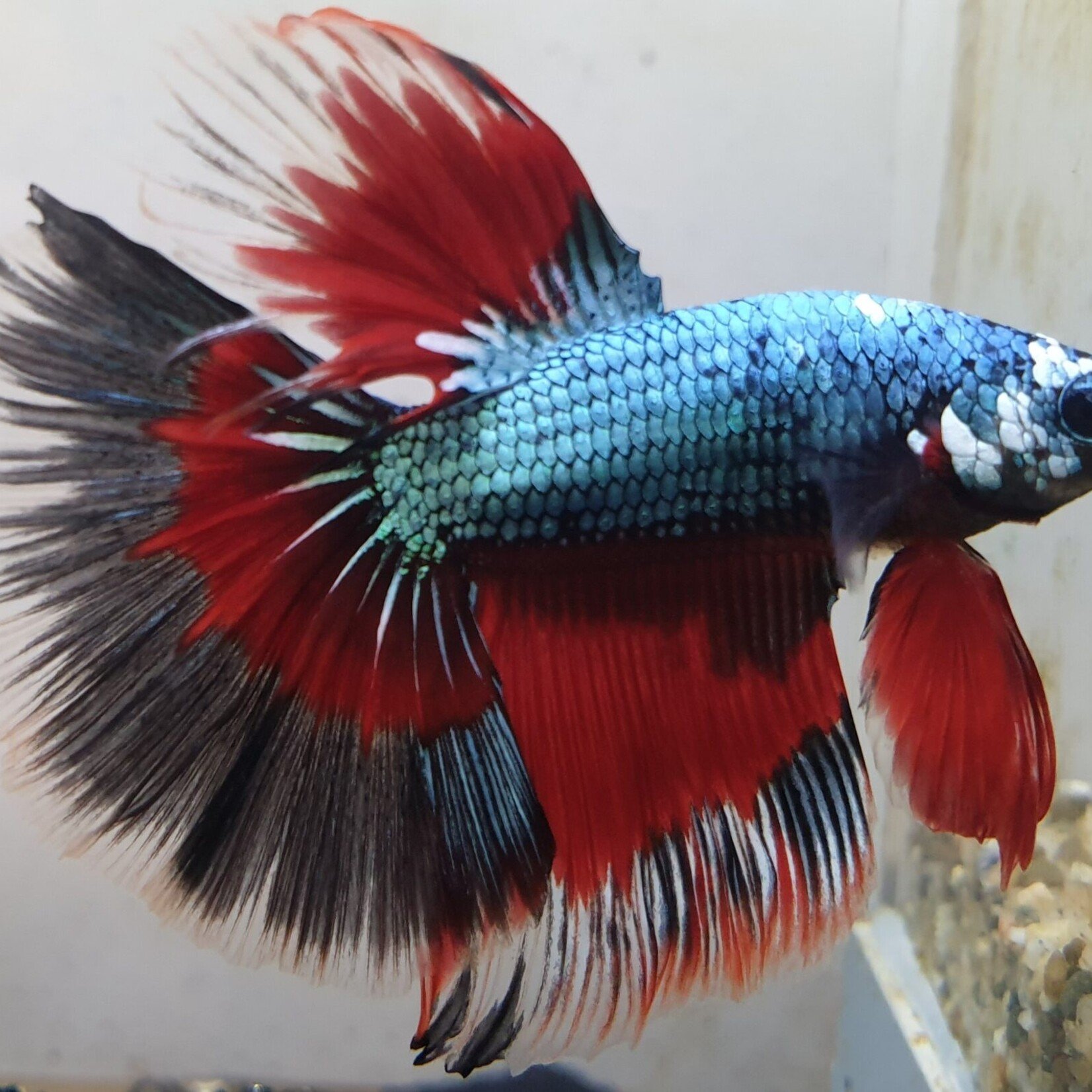 Betta Half Moon Dragon Male