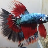 Betta Half Moon Dragon Male