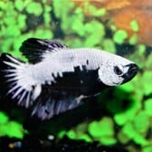 Betta Sp  Plakat Black Samurai