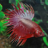 Betta Crowntail Dragon Male