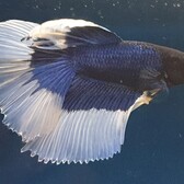 Betta Half Moon Butterfly Male