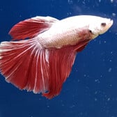 Betta Halfmoon Platinum Red Dragon Male