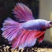 Betta Half Moon Lavender Male