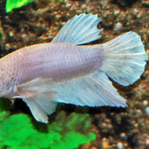 Betta Superdelta Dumbo Ear Male