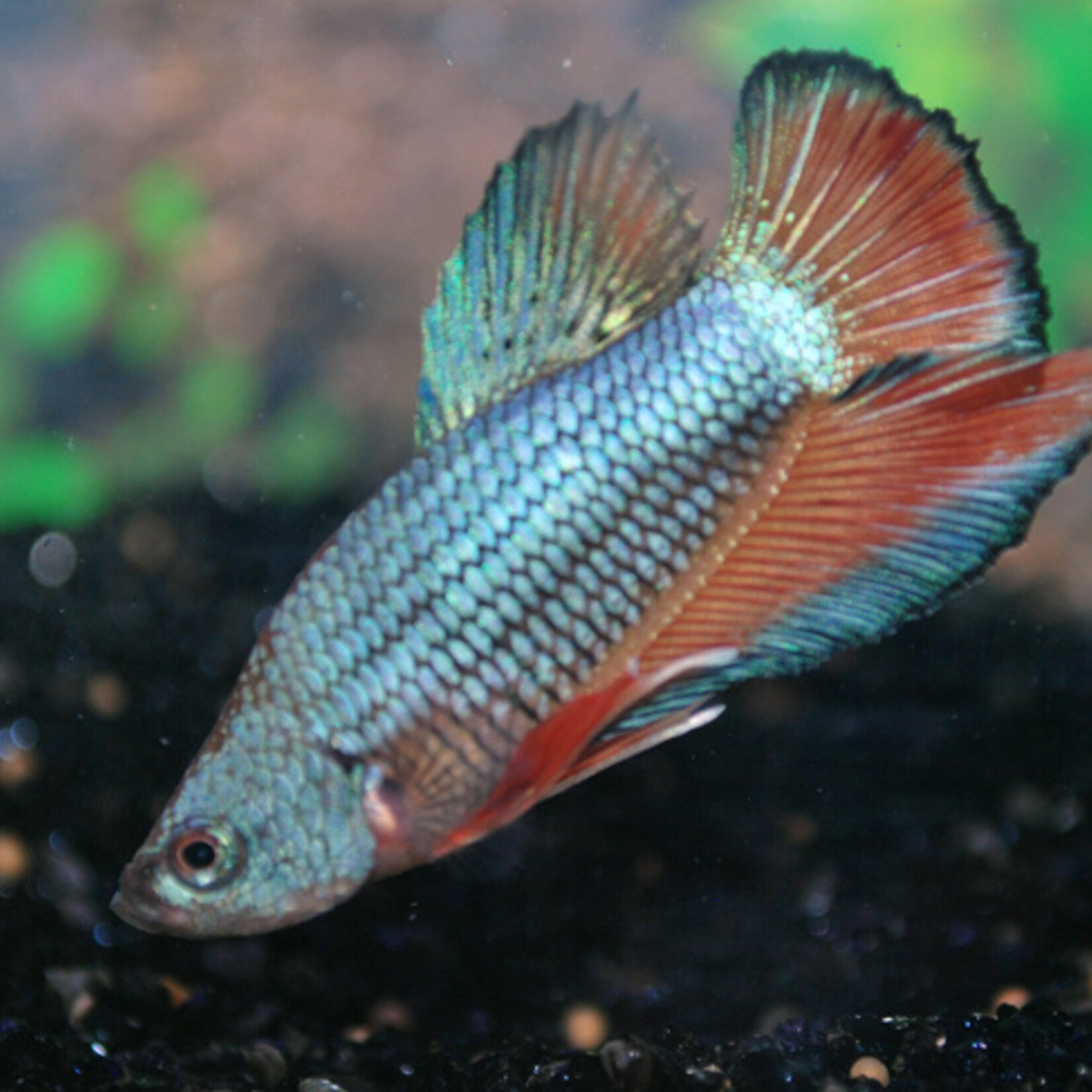 Betta Plakat Male