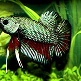 Betta Plakat Dragon Male