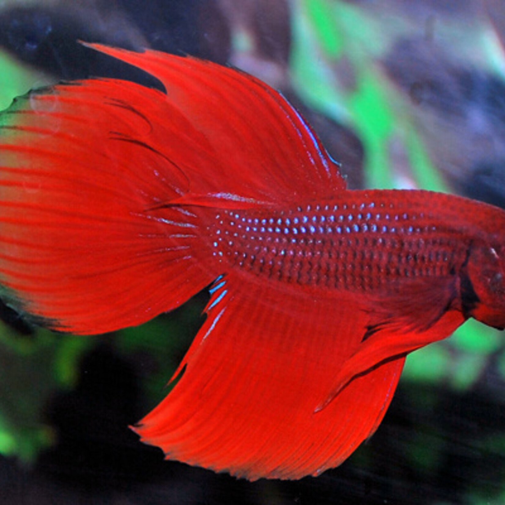 Betta Male