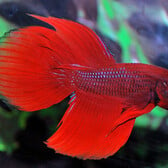 Betta Male