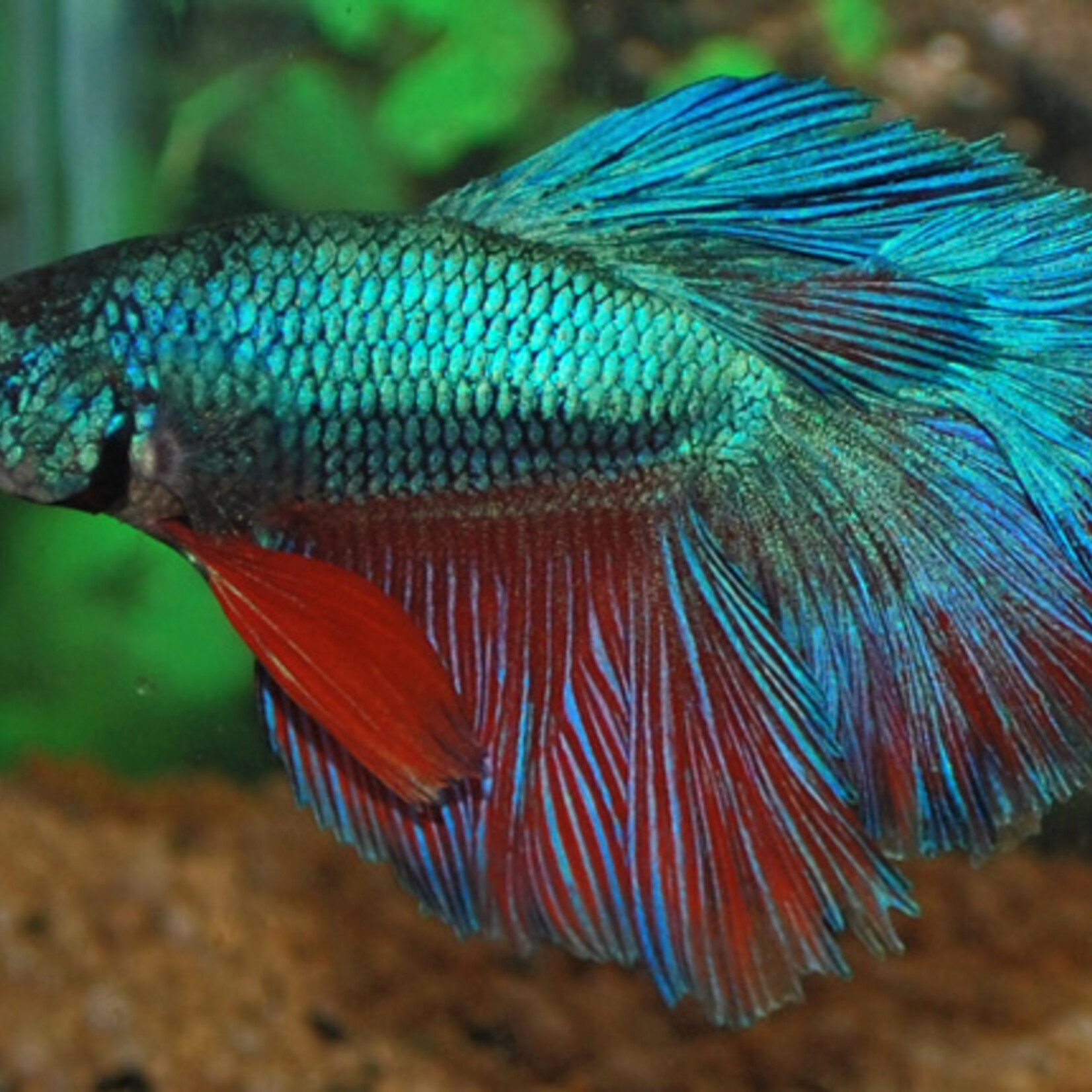 Betta Rosetail Male