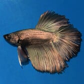 Betta Halfmoon Copper Male