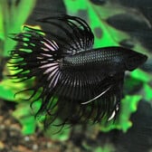 Betta Crowntail Black Male