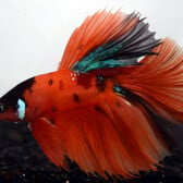 Betta Half Moon Nemo Male