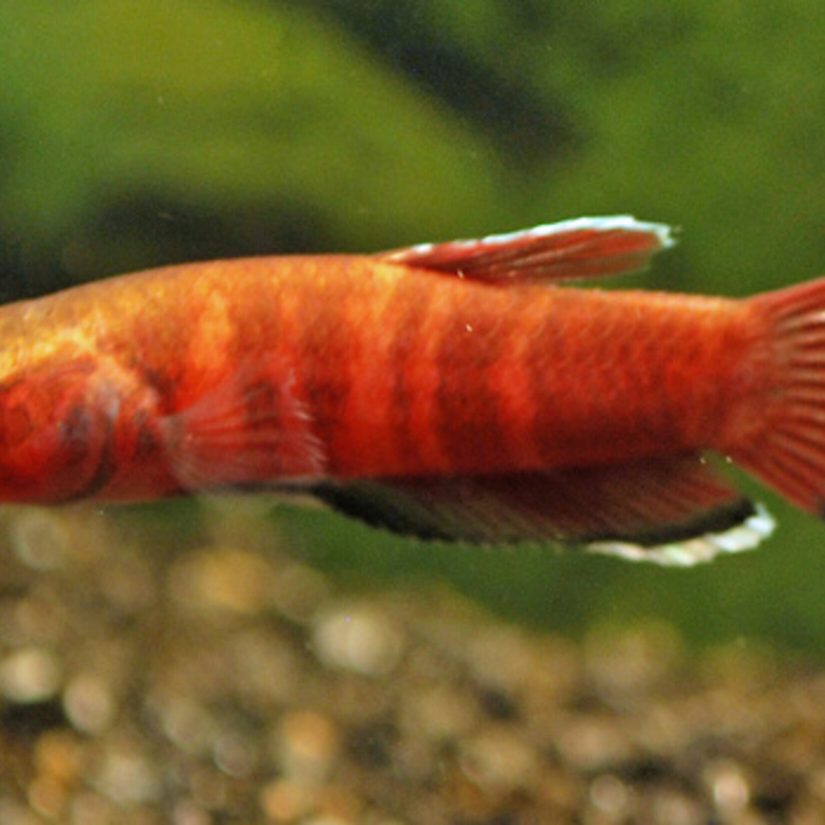 Betta Channoides