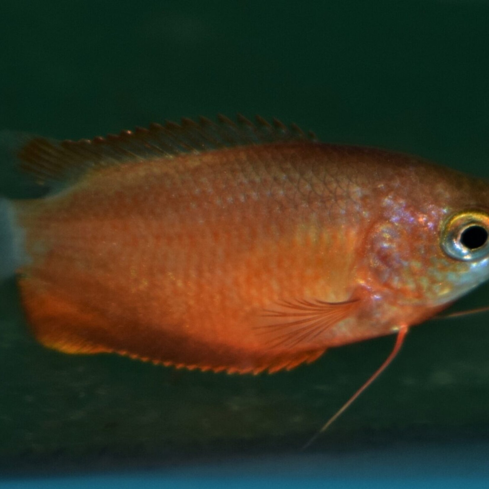 Honey Gourami Red