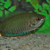 Banded Gourami