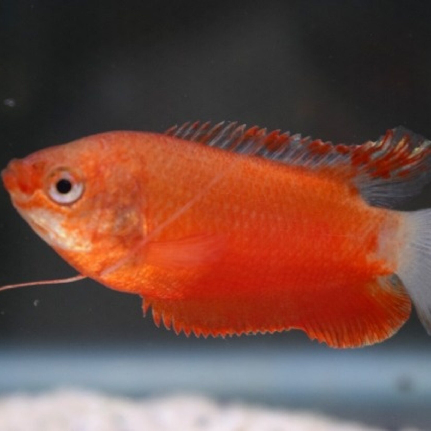 Thick-Lipped Gourami Red - Aquania