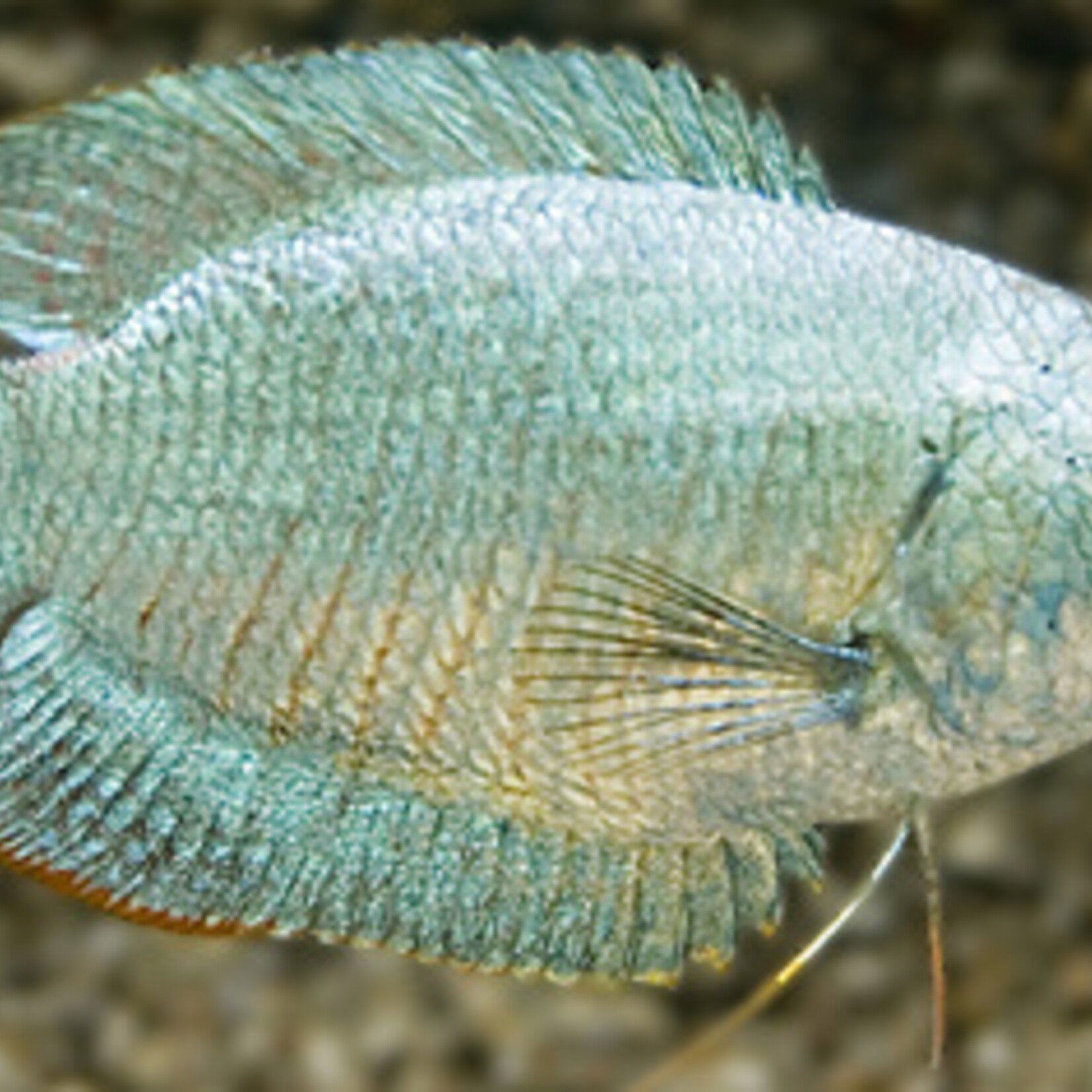 Dwarf Gourami Cobalt Male