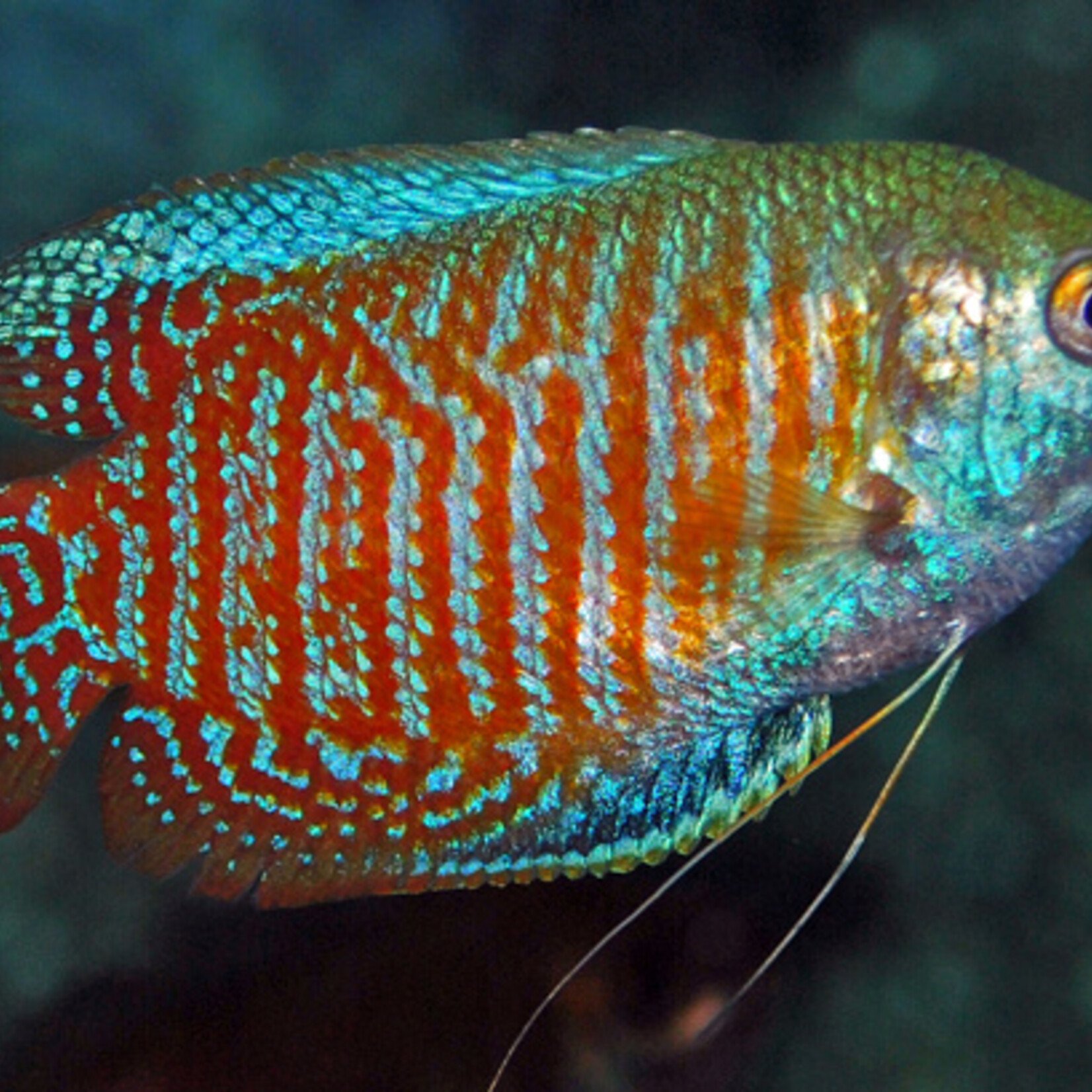 Dwarf Gourami Male