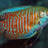 Dwarf Gourami Male