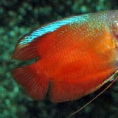 Dwarf Gourami Red Male