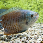 Dwarf Gourami Neon (M/F)