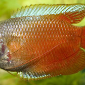 Dwarf Gourami Red (M/F)