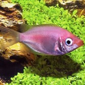 Pink Kissing Gourami