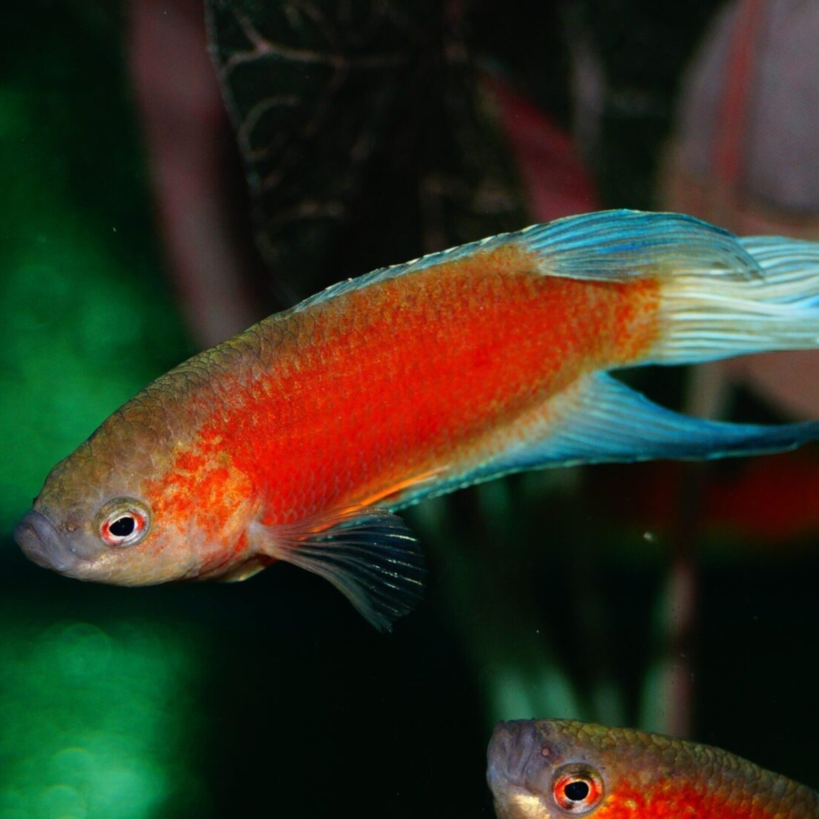 Paradisefish Blue Fin Red Flame