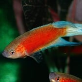 Paradisefish Blue Fin Red Flame