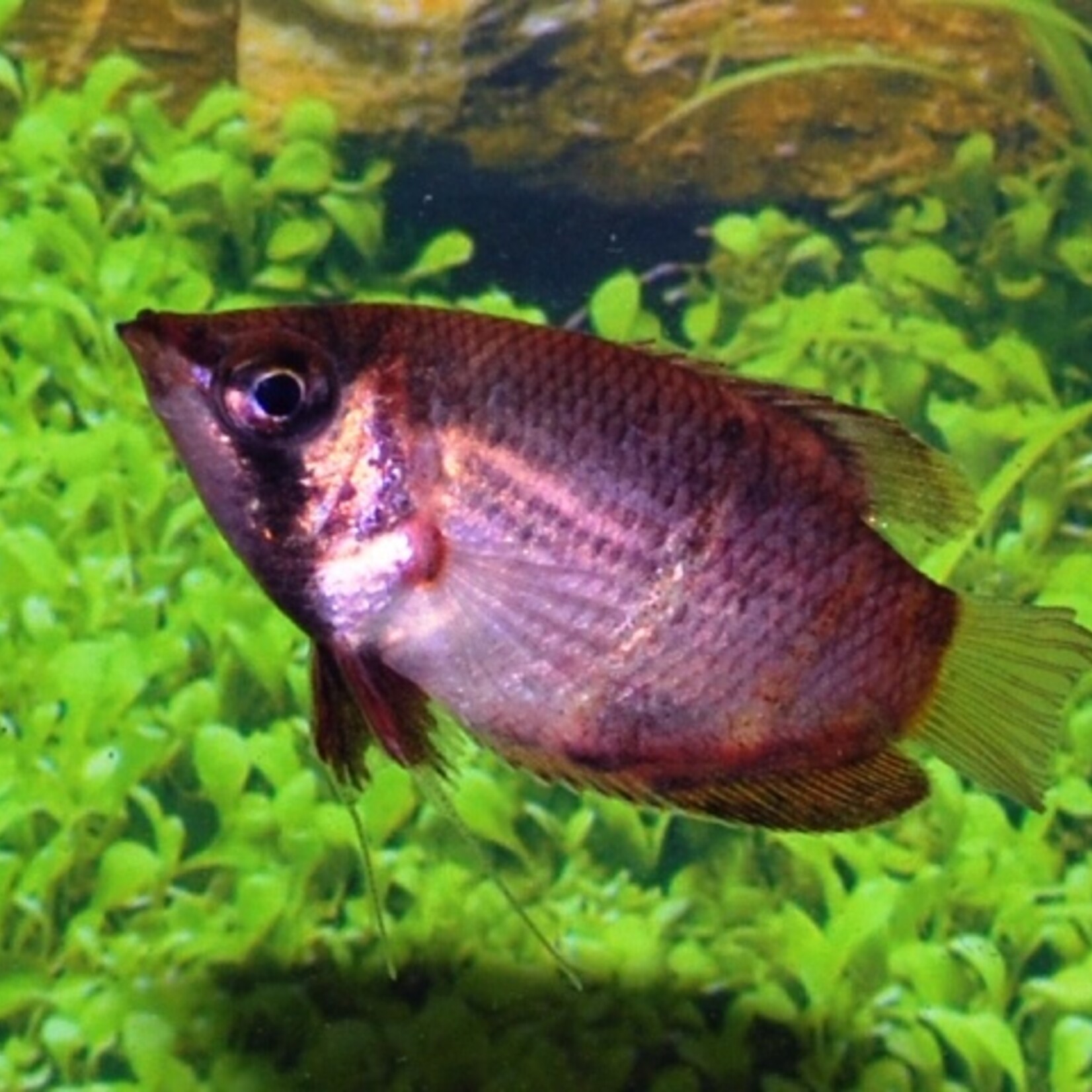 Chocolate Gourami