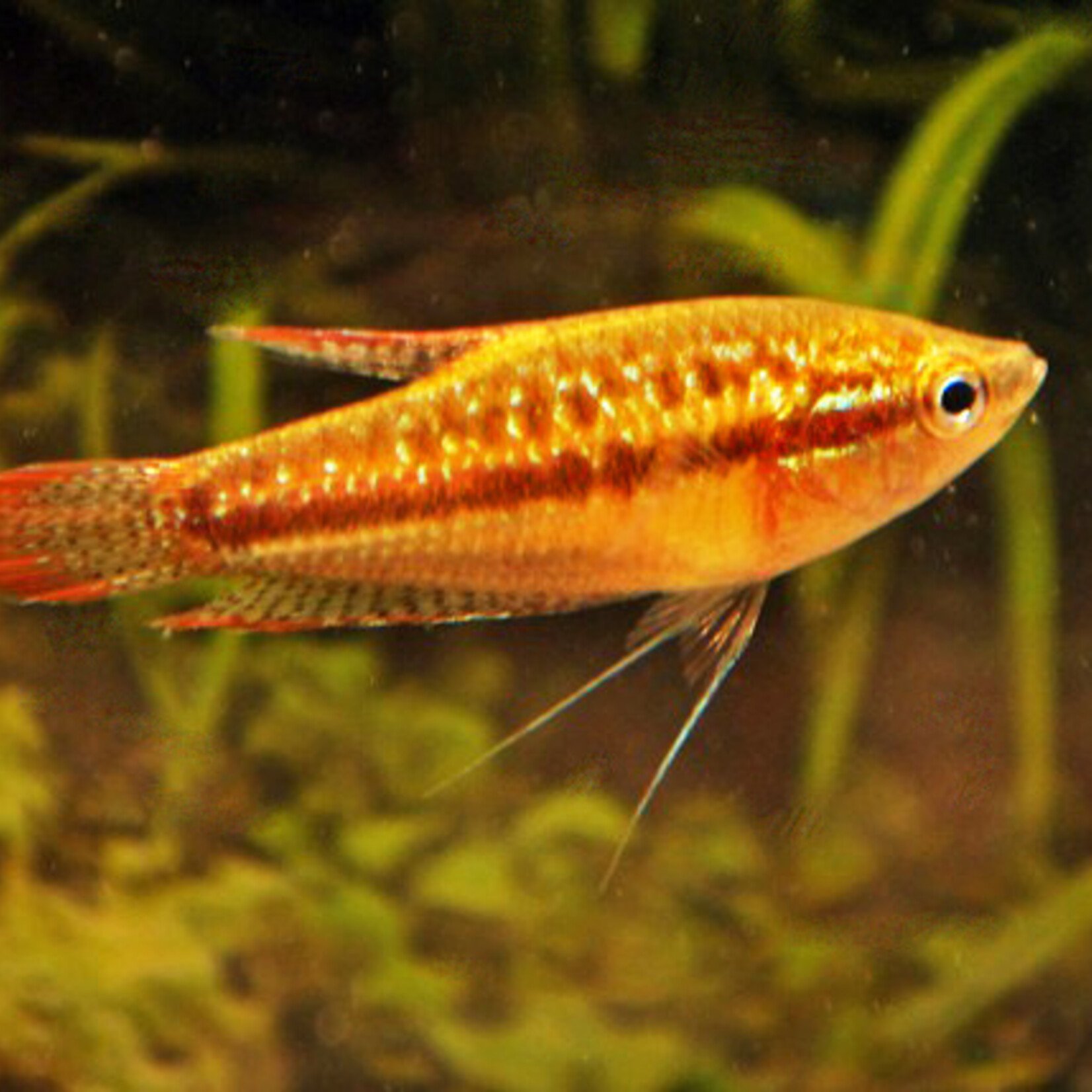 Pygmy Gourami