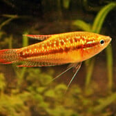 Pygmy Gourami