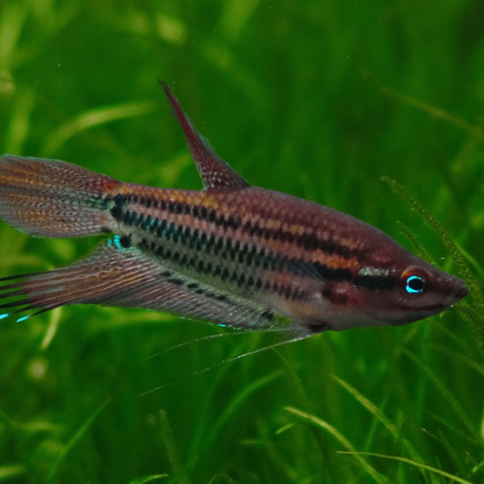 Croaking Gourami