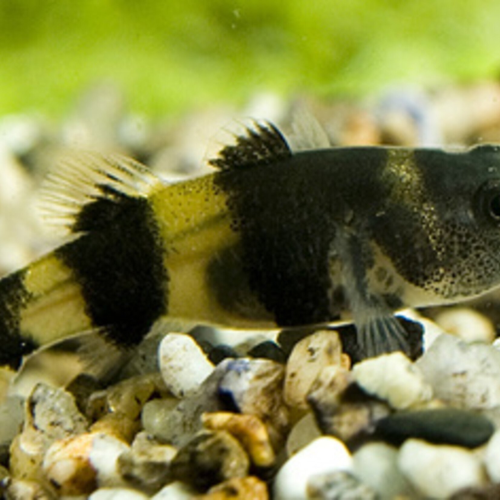 Bumblebee Goby